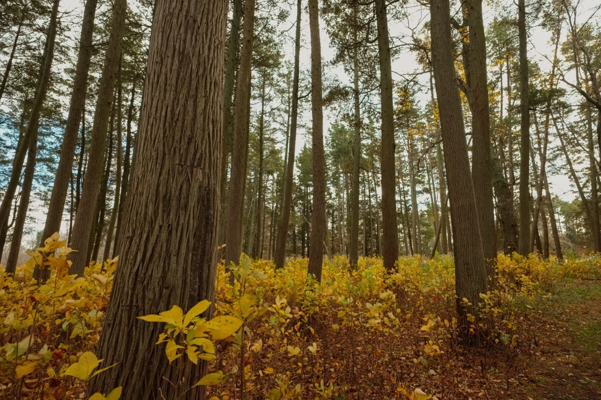 pine barrens in new jersey