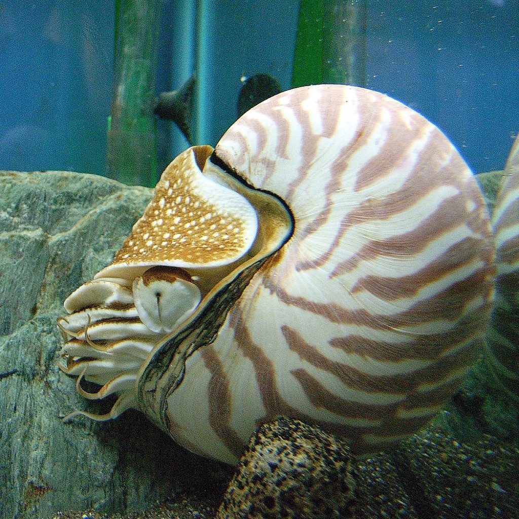 nautilus 30 oldest animals on earth