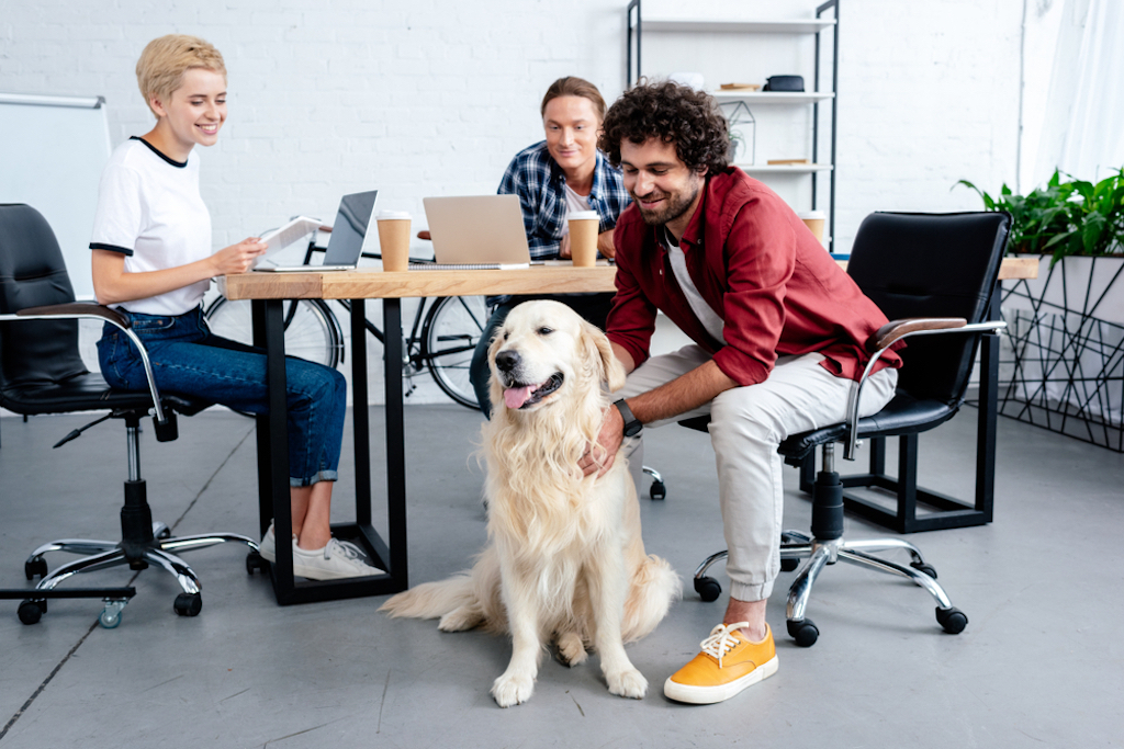 bring your dog to work