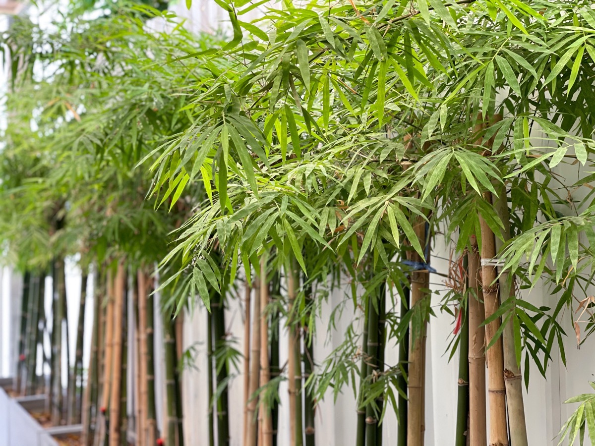 bamboo growing in yard