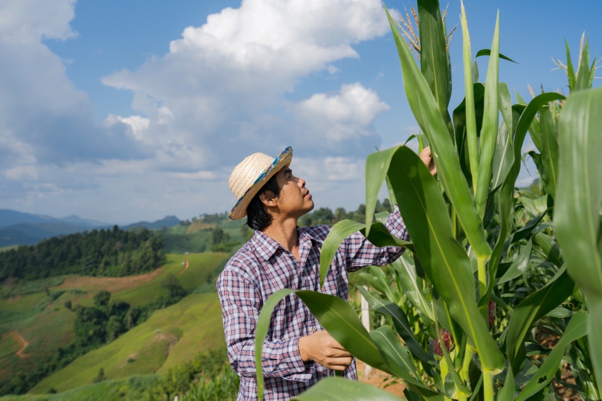 asian farmer attending his crops