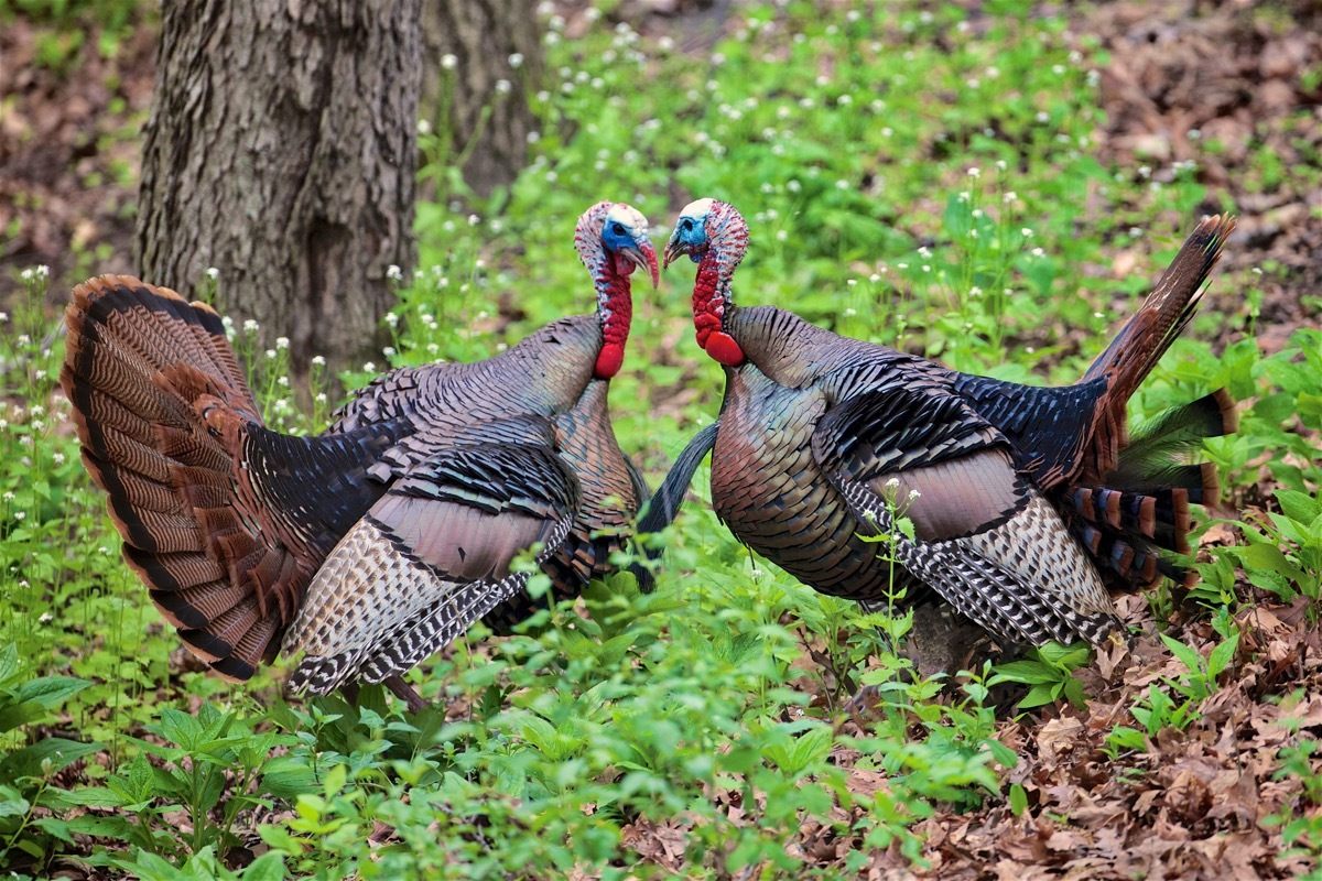 turkey fight