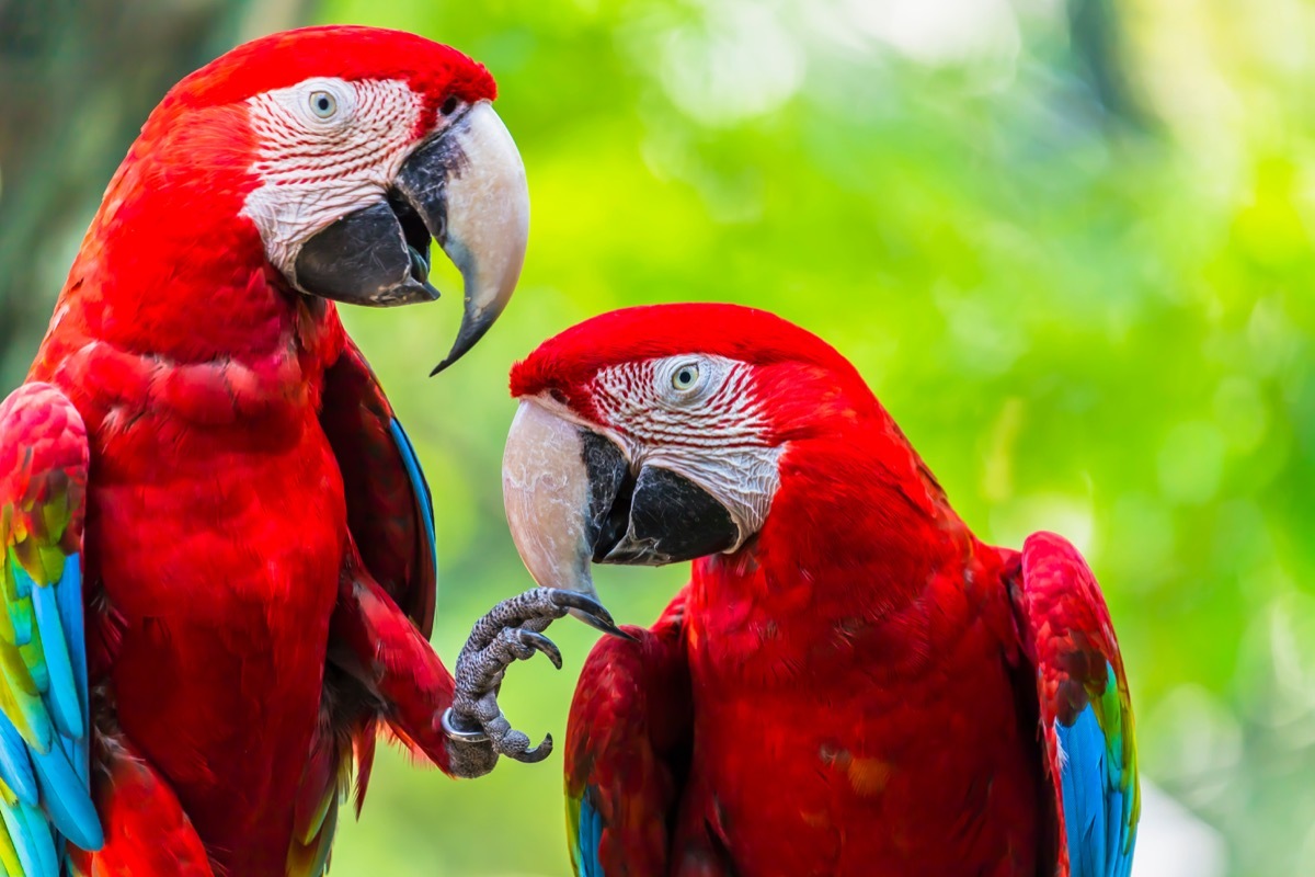 Scarlet macaw parrots perched on a branch