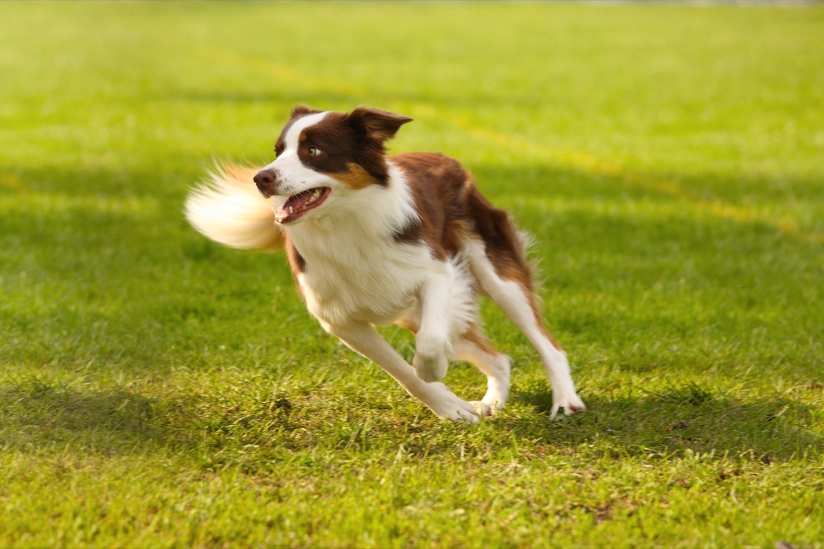 Collie dog running across the green grass