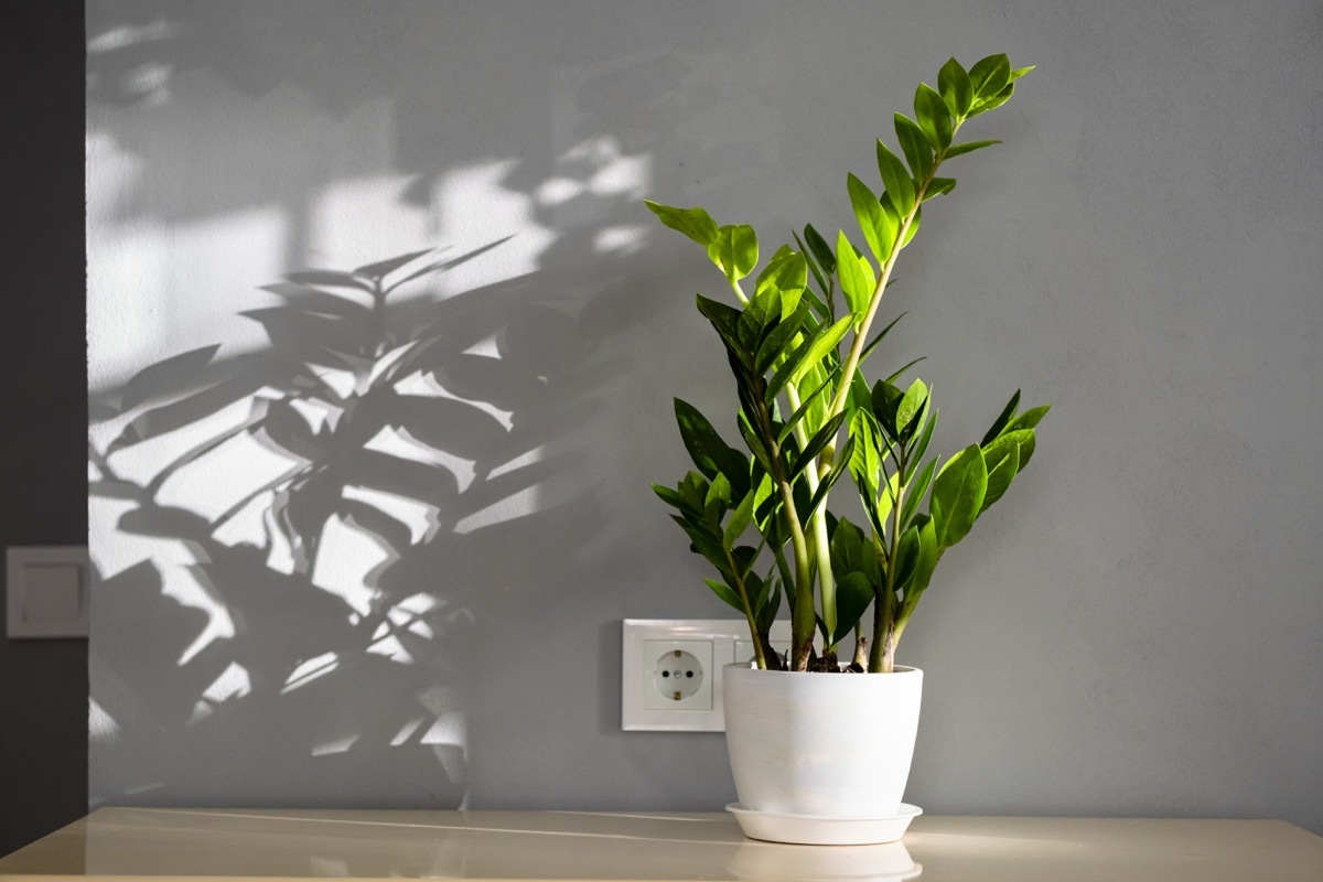 Zamioculcas also called Zanzibar gem, ZZ plant, Zuzu plant, aroid palm, eternity plant and emerald palm. Zamioculcas flower pot on the table with natural sunlight