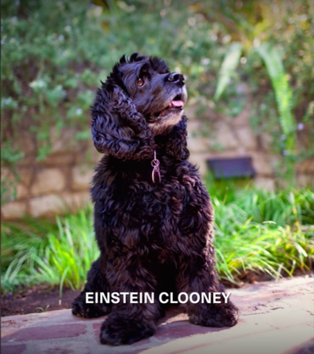 george clooney's dog, einstein