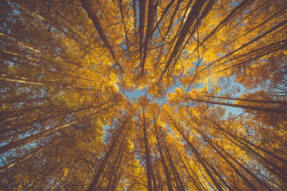 fall canopy of trees