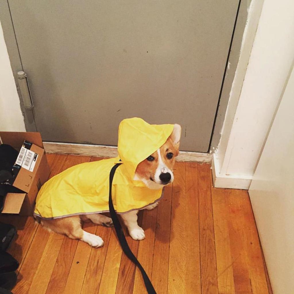 sherlock the corgi in raincoat