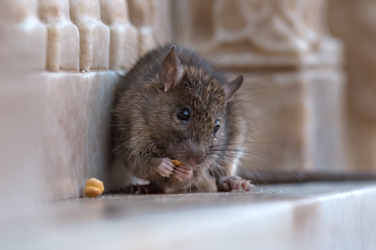 rat eating chickpea outdoors