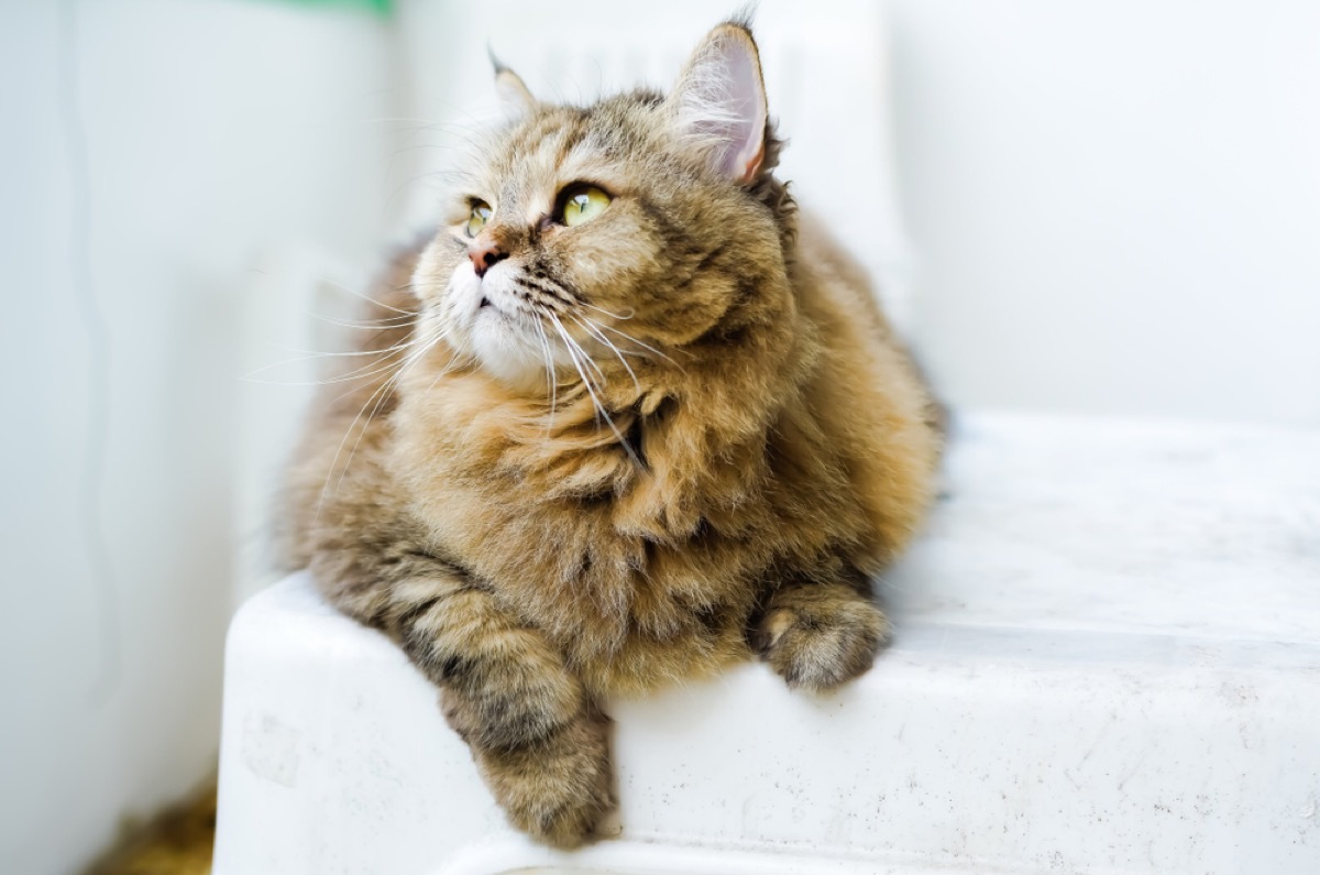 brown tabby cat on white chair