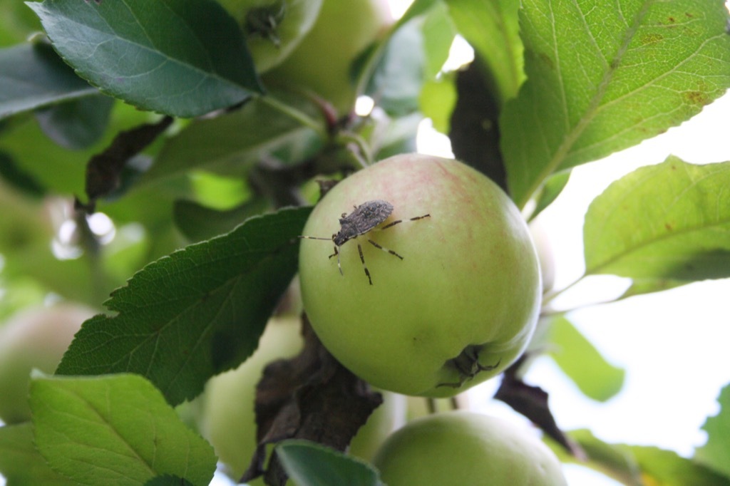 Bug on an Apple {How Do Plants Protect Themselves}