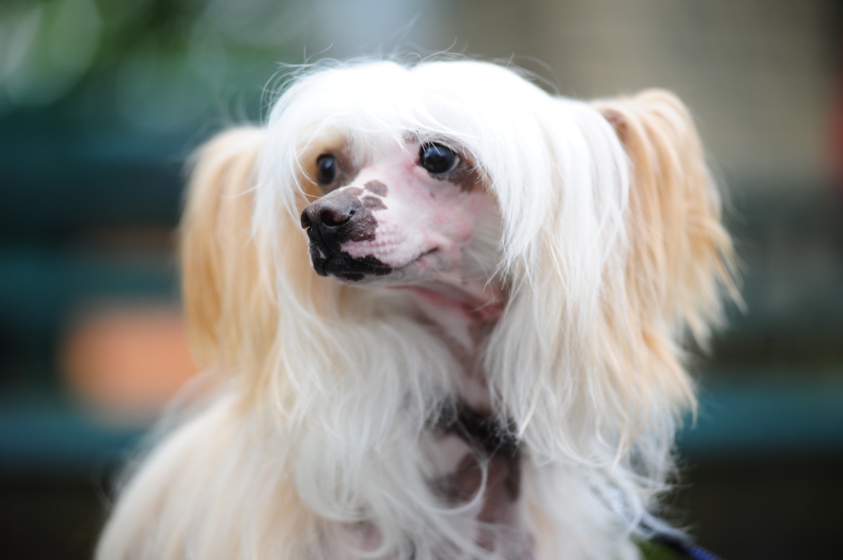 The Chinese Crested Dog 