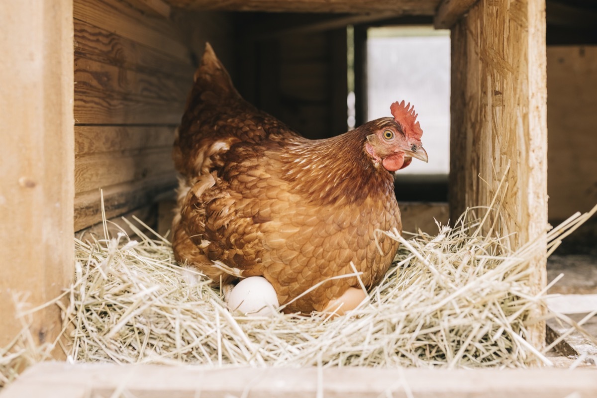 Close up of chicken sitting in hay, with freshly laid eggs.