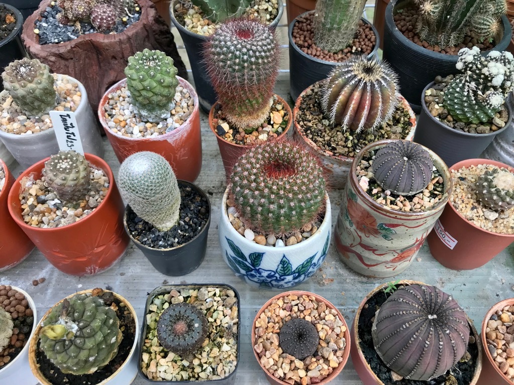 cactus Never Buy