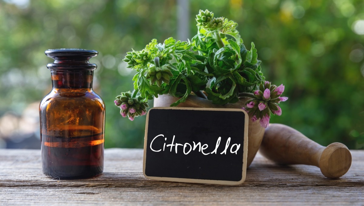 Citronella Essential Oil