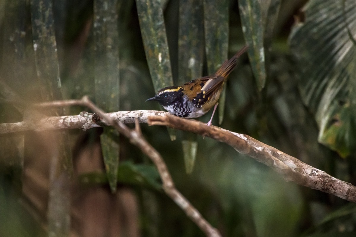 White-bibbed Antbird photographed in Domingos Martins, Espí­rito Santo - Southeast of Brazil. Atlantic Forest Biome. Picture made in 2013. - Image