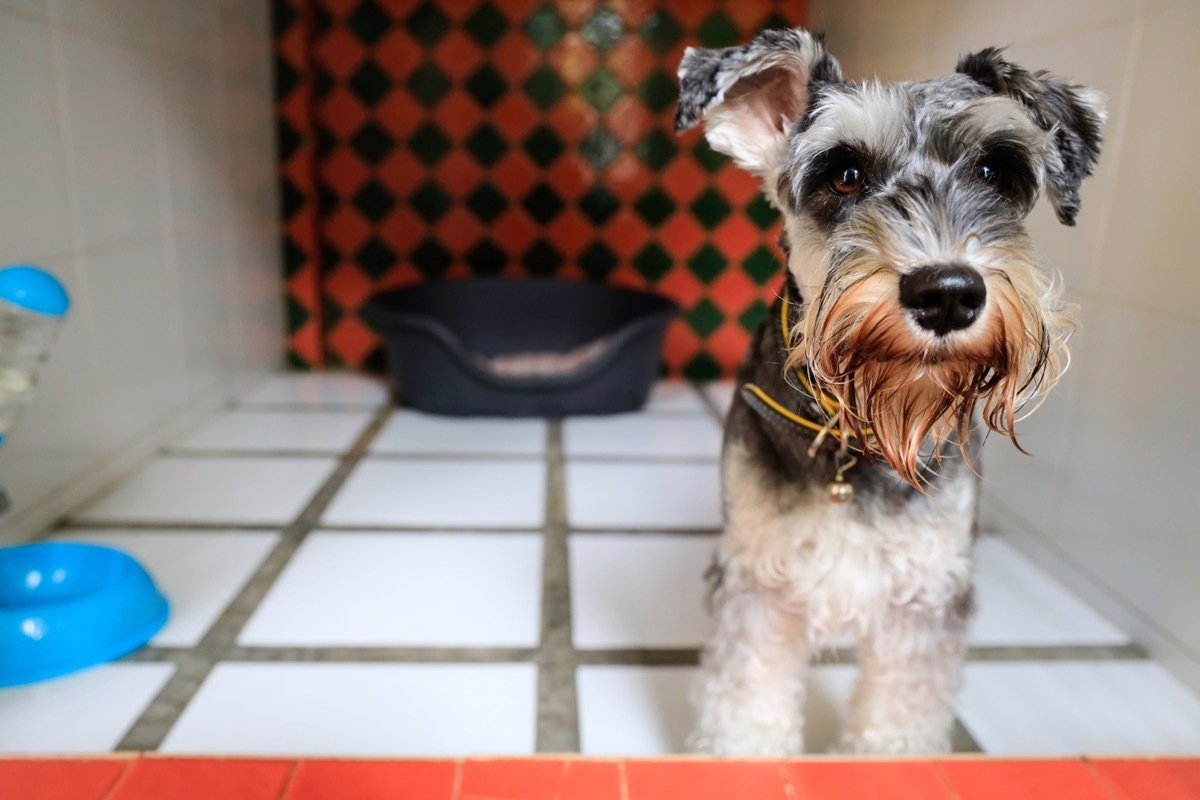 schnauzer dog at pet hotel