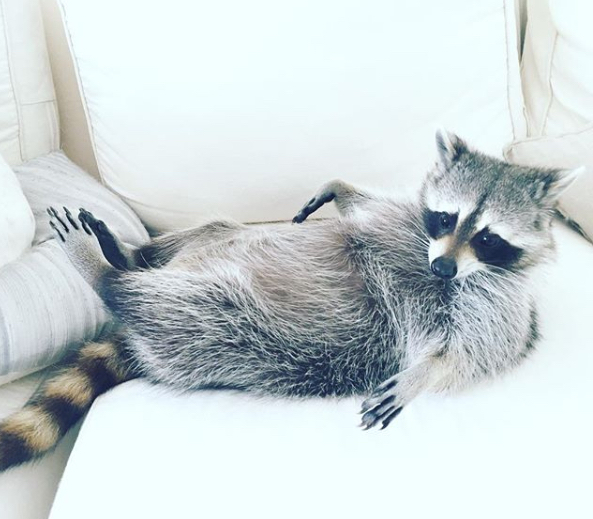 Pumpkin the Pet Raccoon Craziest Pets