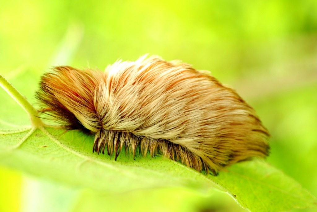 fuzzy puss caterpillar